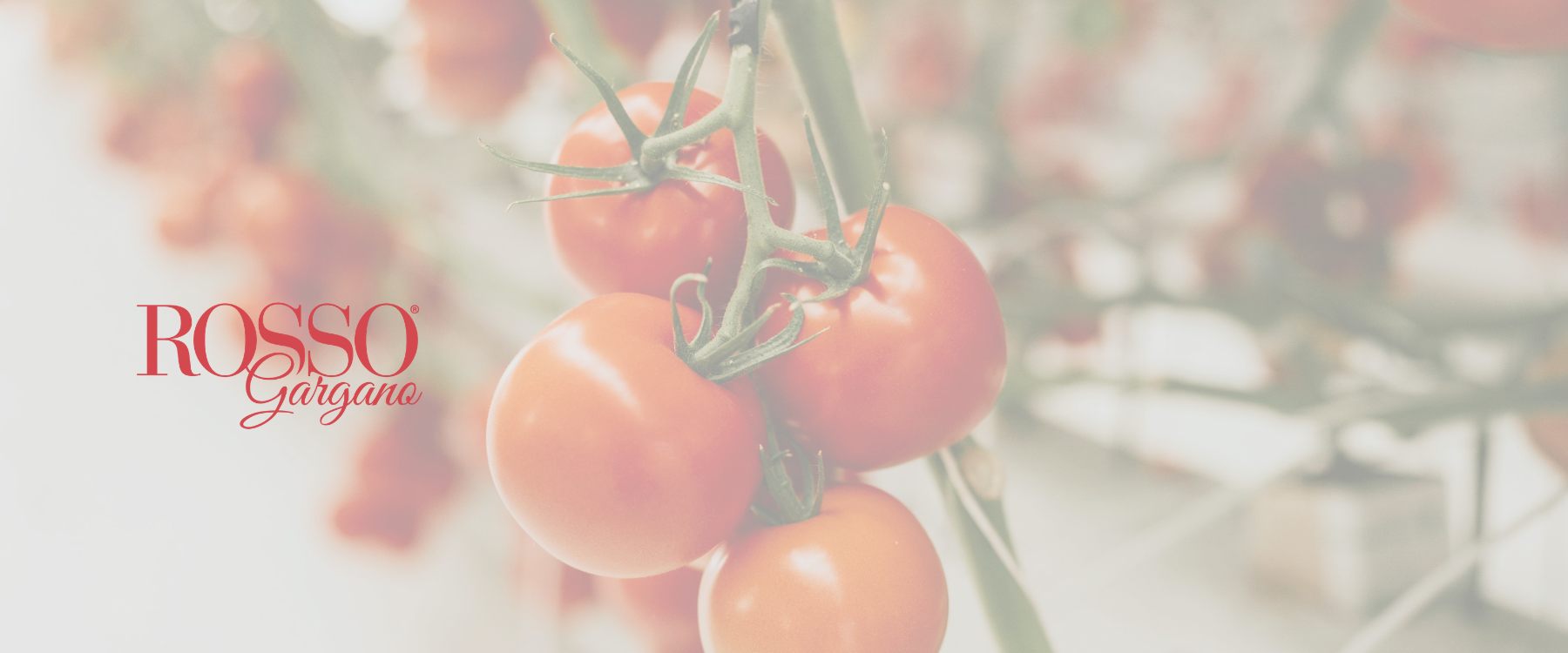 TOMATE